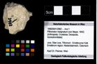 Foto (Objekt + Etikett) von Pithonoton marginatum (von Meyer, 1842)  (NHMW-GEO-1990-0041-2982)
